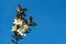 White flowers of magnolia laevifolia blooming against blue sky background