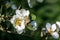 White flowers of magnolia laevifolia blooming against dark green leaves