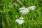 White flowers in a meadow glade in summer nature