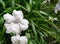 White flowers Mexican petunia, Mexican bluebell