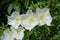 White flowers of Mexican primrose