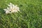 White flowers of Millingtonia hortensis on the lawn