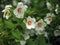 White flowers on a mock orange shrub