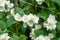 White flowers of Mock orange shrub