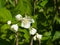 White flowers on mock-orange shrub with bokeh background, macro, selective focus, shallow DOF