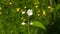 White flowers on mock-orange shrub with bokeh background, macro, selective focus, shallow DOF