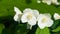 White flowers on mock-orange shrub with bokeh background, macro, selective focus, shallow DOF