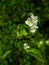 White flowers on mock-orange shrub with bokeh background, macro, selective focus, shallow DOF