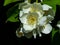 White flowers on mock-orange shrub with bokeh background, macro, selective focus, shallow DOF