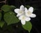 White flowers on mock-orange shrub with bokeh background, macro, selective focus, shallow DOF