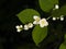 White flowers on mock-orange shrub with bokeh background, macro, selective focus, shallow DOF