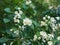 White flowers on mock-orange shrub close-up, selective focus, shallow DOF