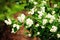 White flowers of Mock orange shrub Philadelphus
