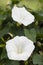 White flowers of Morning Glory