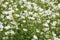 White flowers Mossy saxifrage Saxifraga arendsii Alba plant