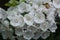 White flowers of mountain laurel in Vernon, Connecticut.