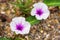 White flowers on multicolored gravel background.