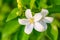 White flowers-Murraya exotica