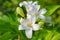 White flowers-Murraya exotica