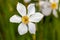 White flowers Narcisus poeticus in the garden