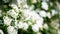 White flowers on a natural abstract background. Place to insert text. Spring and summer background