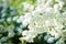 White flowers on a natural abstract background. Place to insert text. Spring and summer background