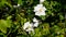 White flowers. Nature spring background