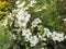 White flowers of nepalese cinquefoil Potentilla alba