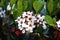 White flowers and new foliage of the Indian hawthorn