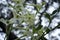 White flowers of nicotiana alata jasmine tobacco plant against sky