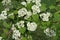 White flowers of northern downy hawthorn with bees