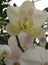 White flowers OrchidÃ¡ceae
