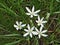 White flowers ornithogalum umbellatum