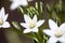 White flowers of Ornithogalum umbellatum