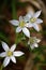 White flowers - Ornithogalum umbellatum