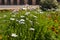 White flowers outside of safadarjung tomb memorial at foggy winter morning