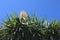 White flowers of a palm lily Yucca gloriosa