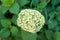 White flowers of panicle hydrangea on a background of green leaves, top view