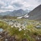 White Flowers. Pass Kara-Turek, mountain Altai