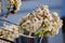 White flowers of paulownia tree blossoming in the park, spring.