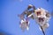 White flowers of paulownia tree blossoming in the park, spring.