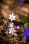 White flowers pechenocnae. Hepatica nobilis. Dew. Close-up.