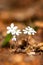 White flowers pechenocnae. Hepatica nobilis. Dew. Close-up.