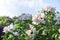 White flowers of peony tree