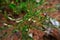 White flowers of Persicaria decipiens in the field