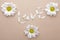 White Flowers petals text studio