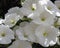 white flowers of petunia, background