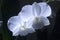 White Flowers of a Phalenopsis Orchid Backlit by Morning Sunlight