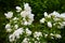 White flowers of Philadelphia
