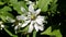 White flowers of Philadelphus Romashka